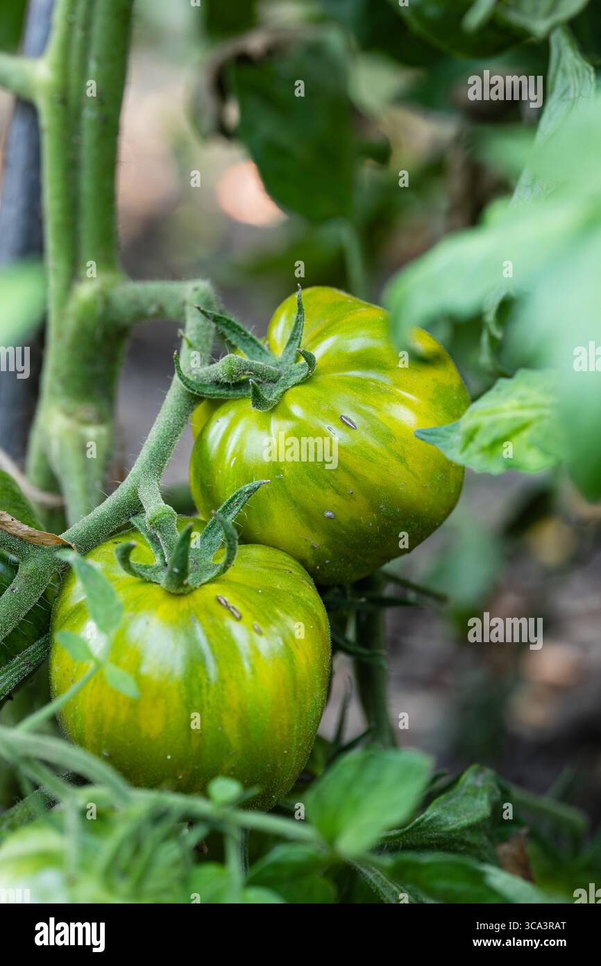 Grandi pomodori zebra verdi, che crescono sulla vite di un cespuglio di pomodori. Primo piano, angolo basso, nessuna gente Foto Stock