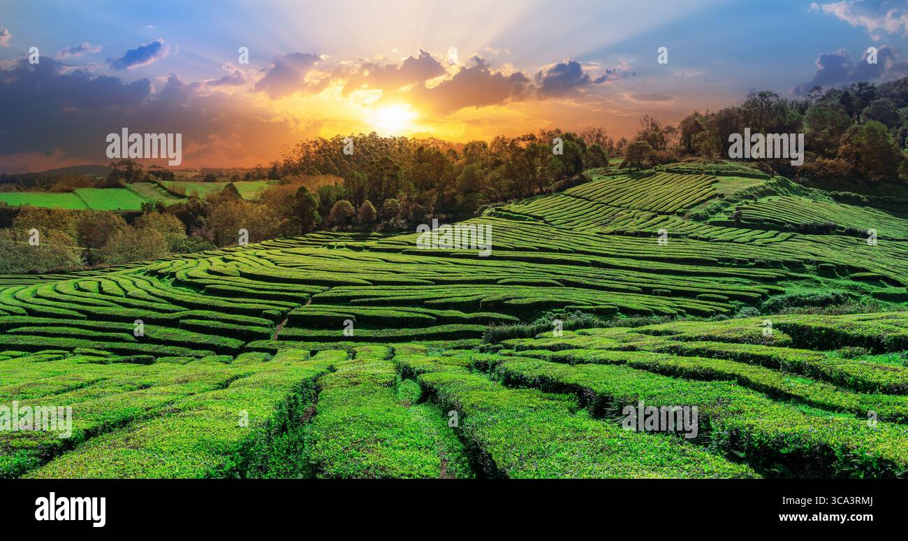 Gorreana Green Tea Plantation nelle Azzorre, Portogallo: Lussureggianti campi di tè verdi sotto il sole, paesaggio panoramico, eco-turismo e agricoltura europea Foto Stock