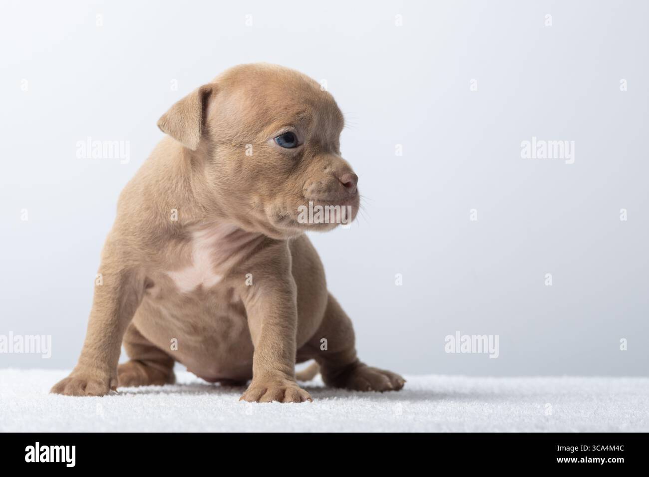 Simpatico cucciolo marrone seduto su un asciugamano bianco su sfondo chiaro. Adorabile cucciolo marrone seduto in posizione verticale su un asciugamano bianco, sfondo chiaro, simbolo Foto Stock