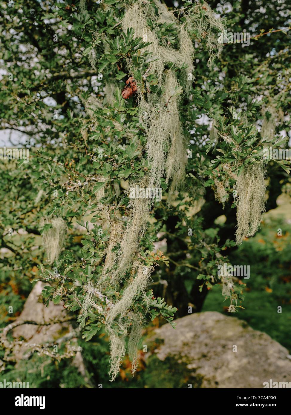 Lichene di barba su un albero spazzato dal vento su Bodmin Moor Cornovaglia Inghilterra Regno Unito Foto Stock