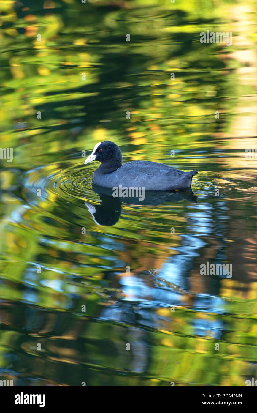 Eurasian Coot nuotare sul canale della Lea Valley in estate, Lea Valley, Londra, Inghilterra, Regno Unito. Fauna selvatica di Londra. Fauna selvatica urbana. Foto Stock