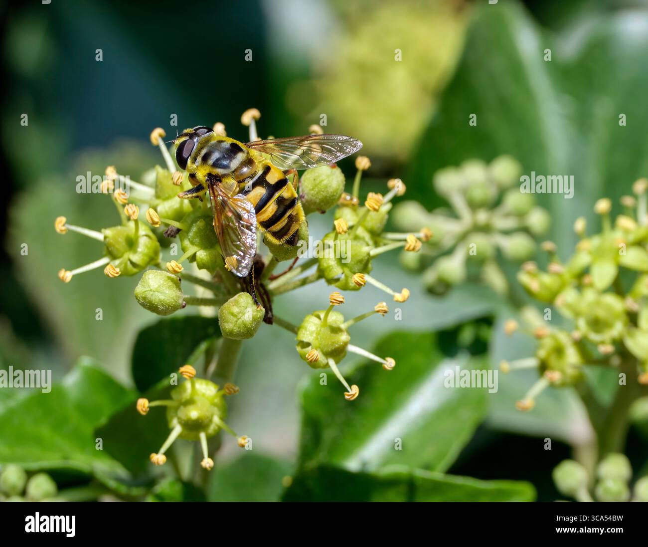 Hoverfly (Myathropa florea) su fiori di edera. Andover, Hampshire, Inghilterra. Foto Stock