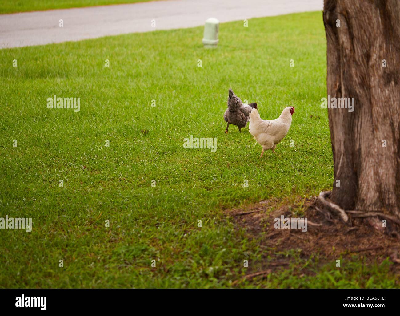Polli da cortile per compensare l'alto costo delle uova! Foto Stock