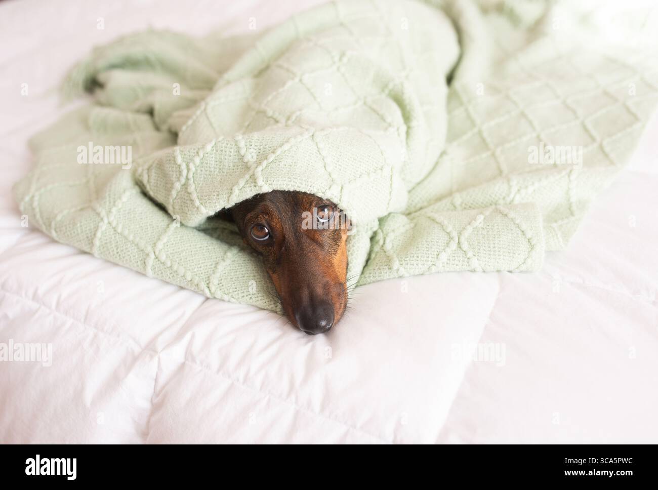 Il cane marrone è comodamente avvolto in una morbida coperta verde, disteso su un letto bianco, creando un'atmosfera calda e invitante in un ambiente accogliente Foto Stock