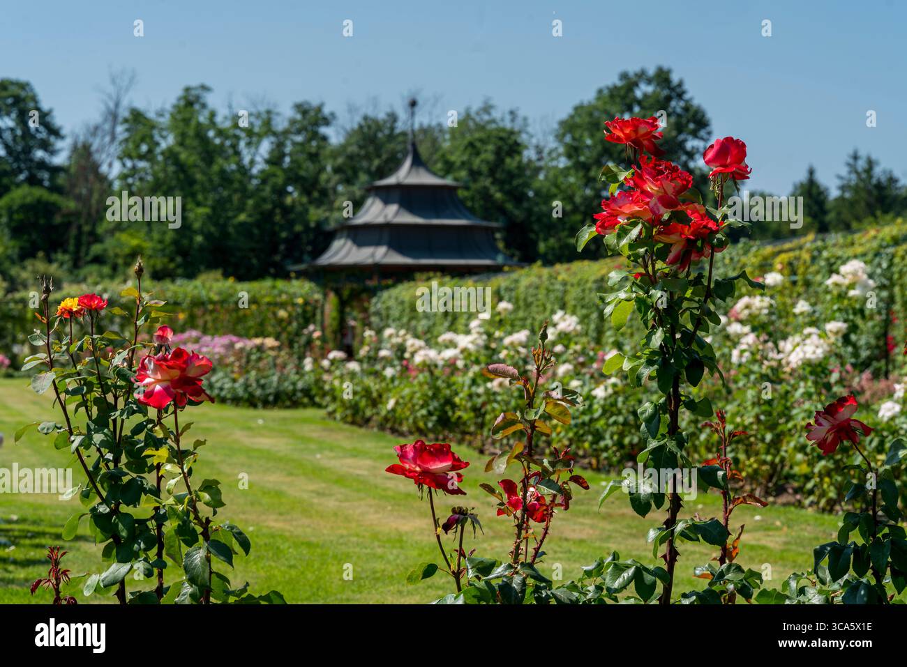Giardino di rose del castello di Esterhazy nella città di Ferton, nella campagna dell'Ungheria occidentale, in Europa. Foto Stock