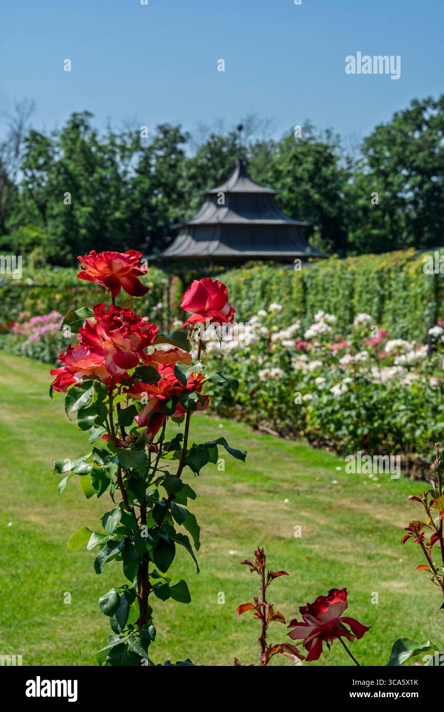 Giardino di rose del castello di Esterhazy nella città di Ferton, nella campagna dell'Ungheria occidentale, in Europa. Foto Stock