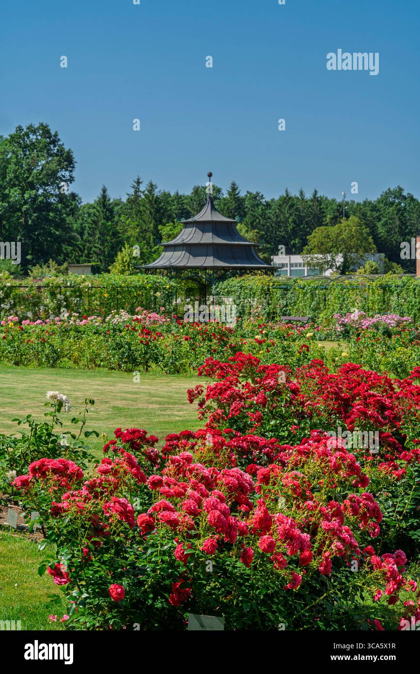 Giardino di rose del castello di Esterhazy nella città di Ferton, nella campagna dell'Ungheria occidentale, in Europa. Foto Stock