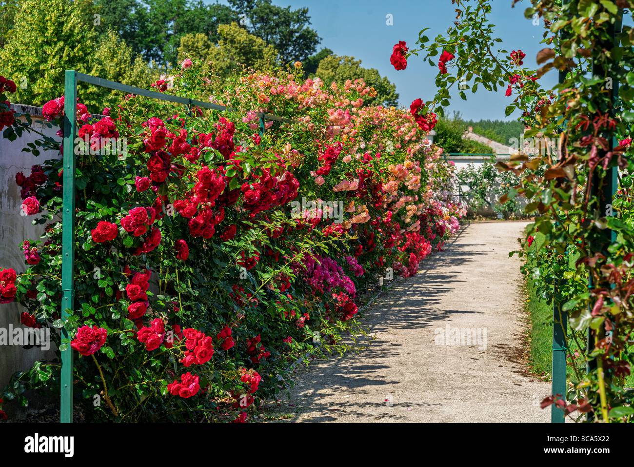 Giardino di rose del castello di Esterhazy nella città di Ferton, nella campagna dell'Ungheria occidentale, in Europa. Foto Stock