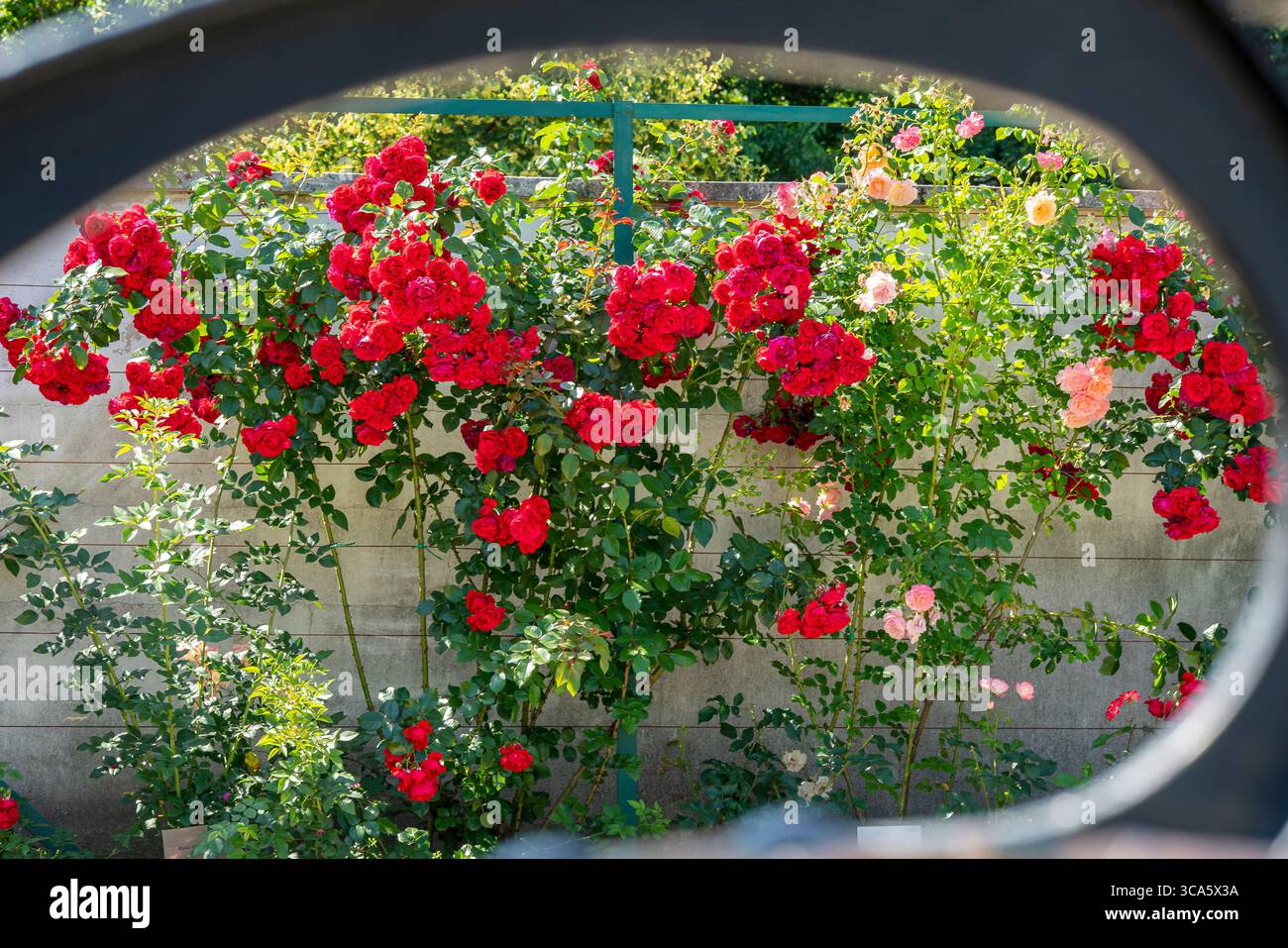 Giardino di rose del castello di Esterhazy nella città di Ferton, nella campagna dell'Ungheria occidentale, in Europa. Foto Stock