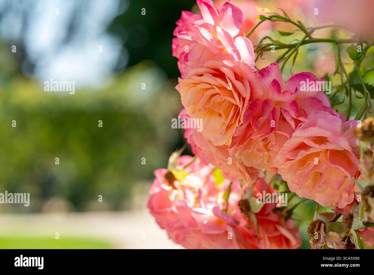Giardino di rose del castello di Esterhazy nella città di Ferton, nella campagna dell'Ungheria occidentale, in Europa. Foto Stock
