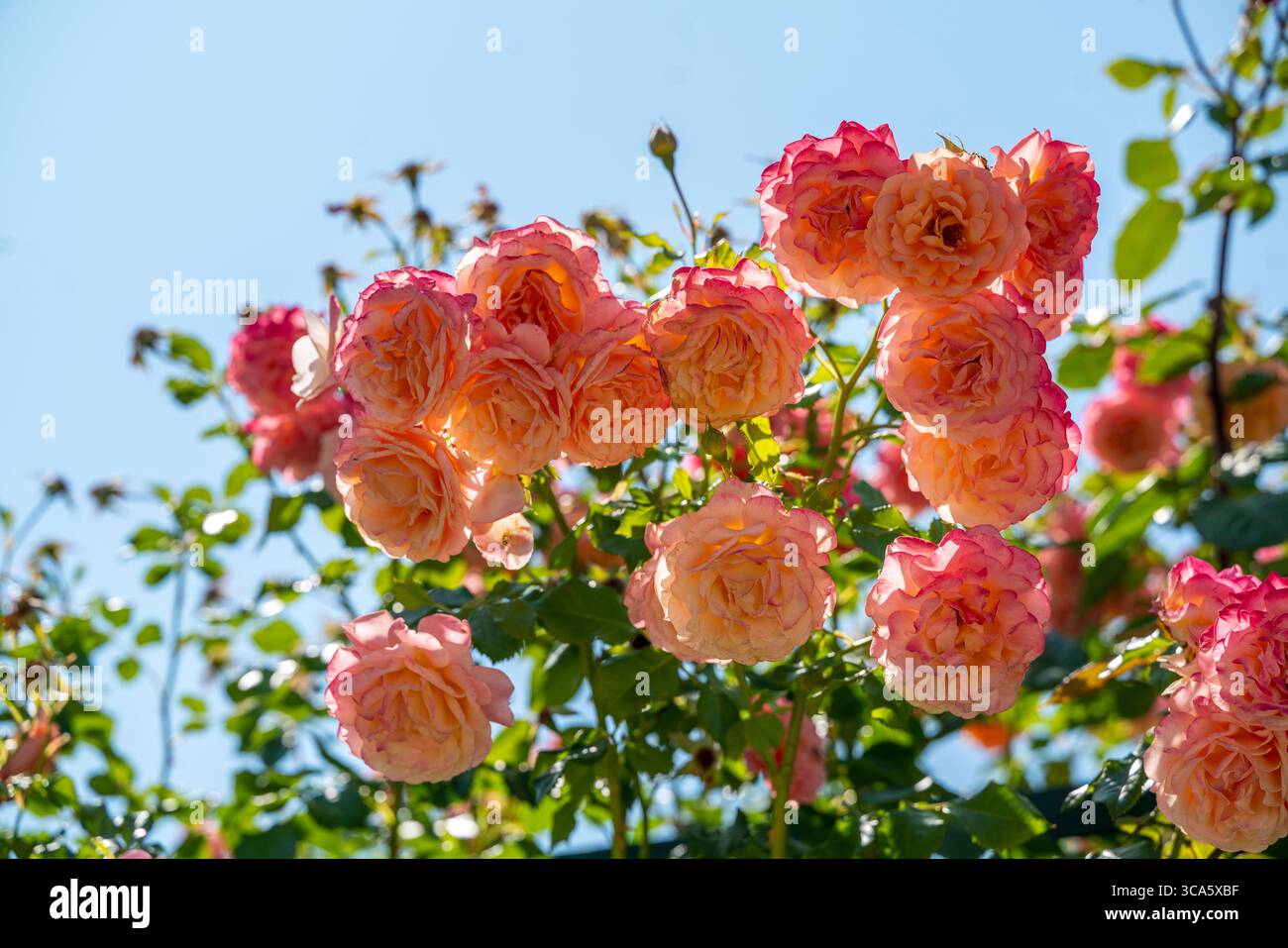 Giardino di rose del castello di Esterhazy nella città di Ferton, nella campagna dell'Ungheria occidentale, in Europa. Foto Stock