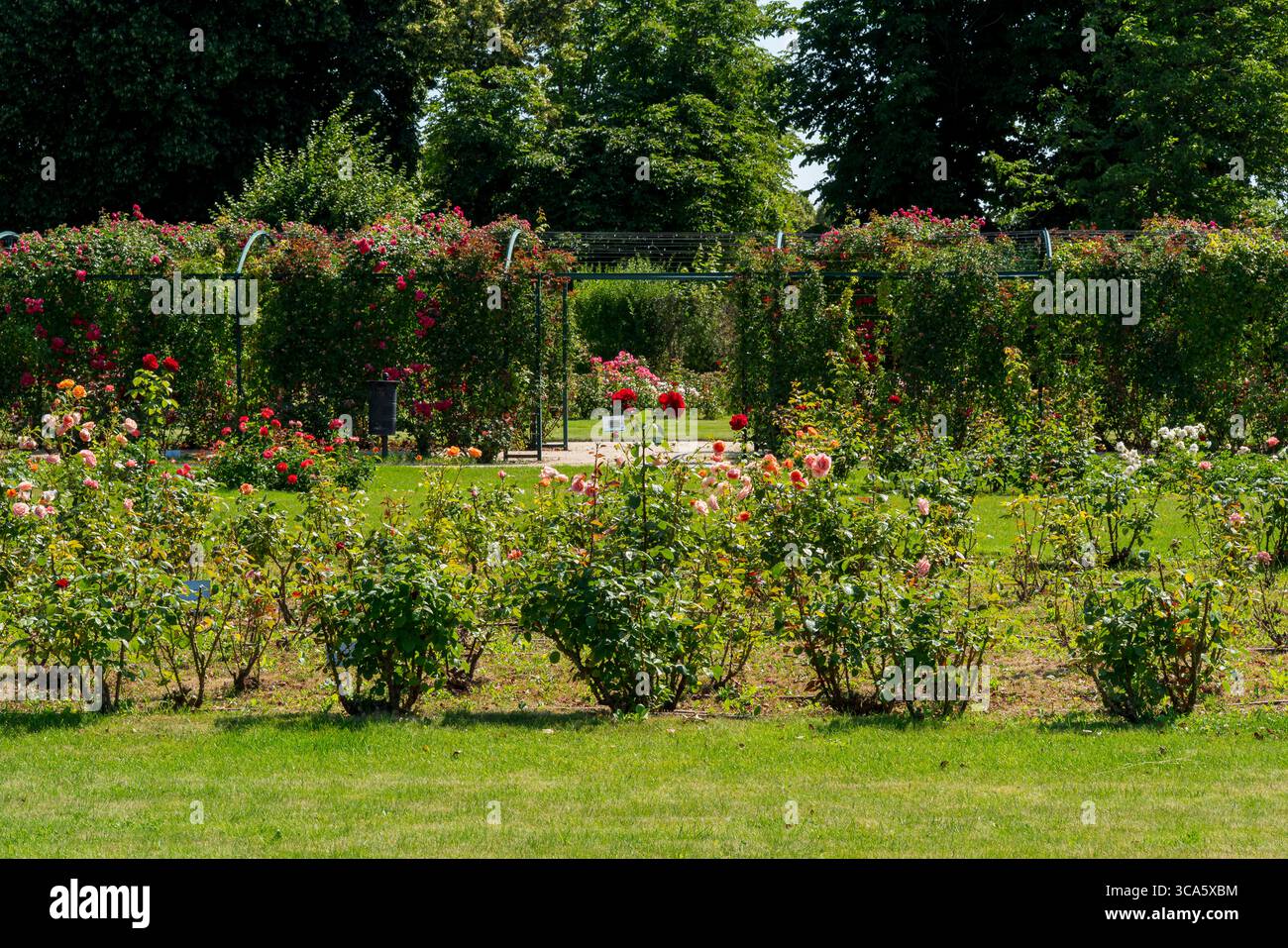 Giardino di rose del castello di Esterhazy nella città di Ferton, nella campagna dell'Ungheria occidentale, in Europa. Foto Stock