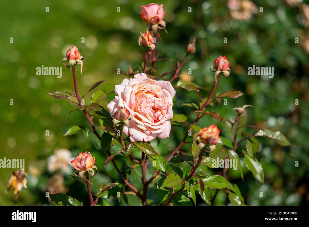 Giardino di rose del castello di Esterhazy nella città di Ferton, nella campagna dell'Ungheria occidentale, in Europa. Foto Stock