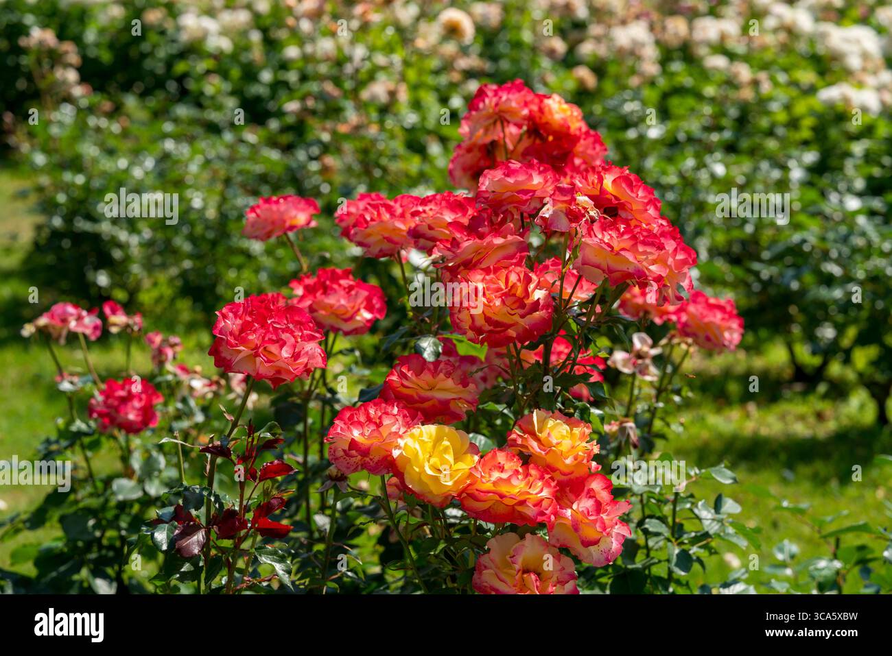 Giardino di rose del castello di Esterhazy nella città di Ferton, nella campagna dell'Ungheria occidentale, in Europa. Foto Stock