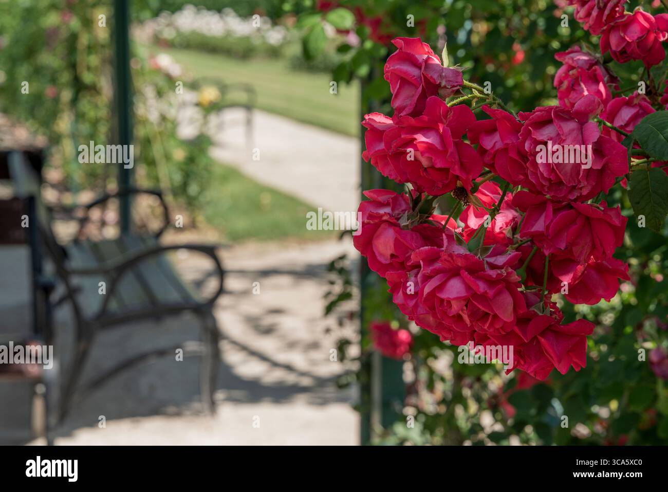 Giardino di rose del castello di Esterhazy nella città di Ferton, nella campagna dell'Ungheria occidentale, in Europa. Foto Stock