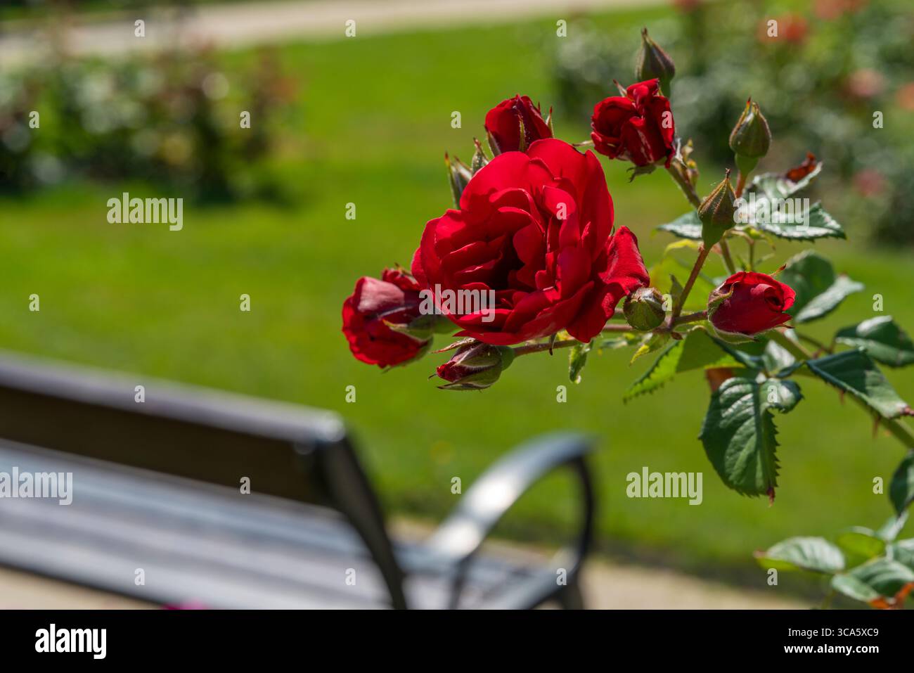 Giardino di rose del castello di Esterhazy nella città di Ferton, nella campagna dell'Ungheria occidentale, in Europa. Foto Stock