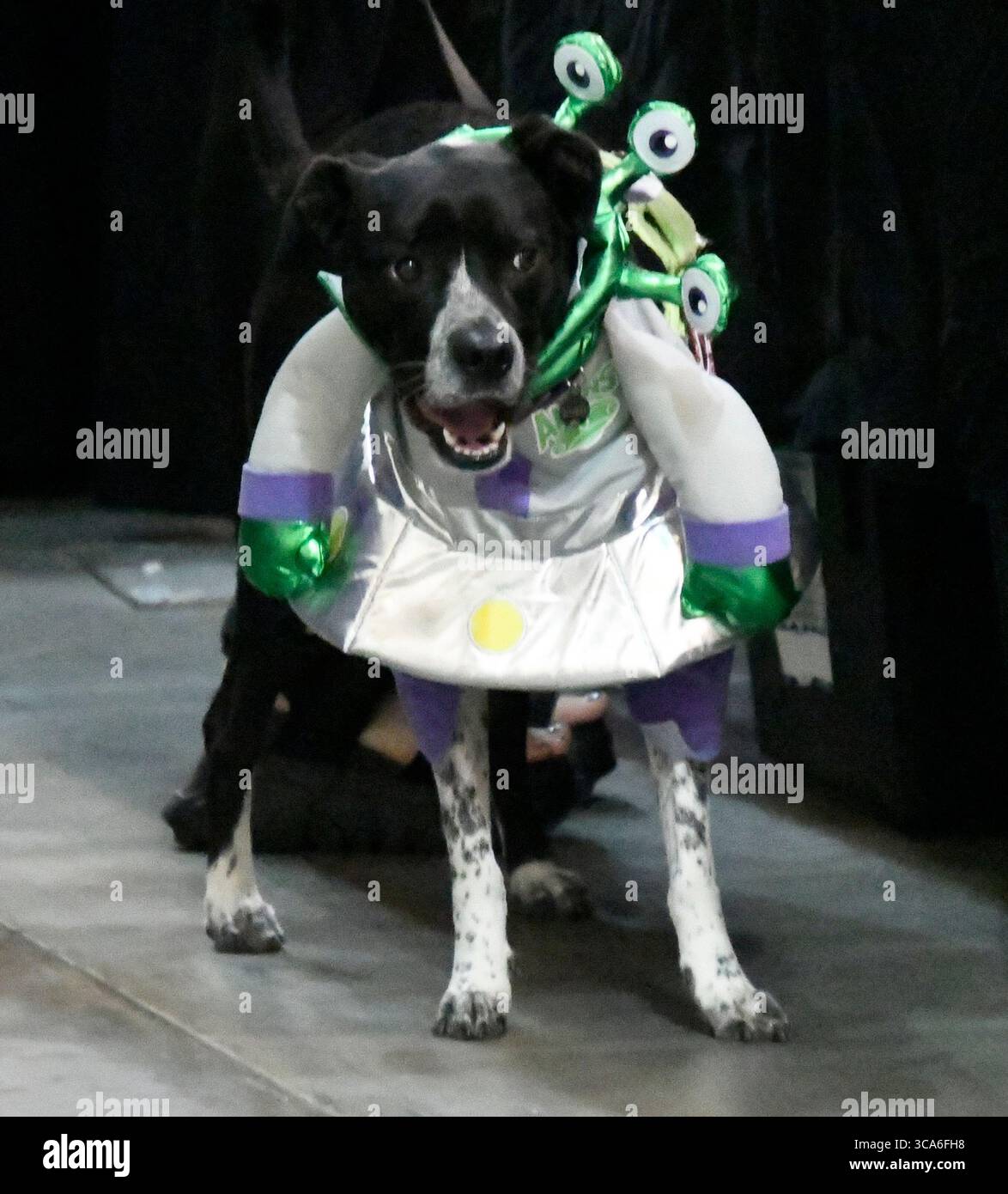 4 marzo 2023, Pasadena, California, USA: Il cane Lumi si veste all'Alien con 2023 questo fine settimana al Pasadena Convention Center. I misteri inspiegabili che esistono tra la scienza e la fantascienza in esso quest'anno nel contesto dei recenti avvistamenti di UFO nello spazio aereo americano, alcuni dei quali sono stati infine identificati, ma hanno comunque suscitato un nuovo interesse per tutte le cose non identificate. (Credit Image: © Gene Blevins/ZUMA Press Wire)4 marzo 2023, Pasadena, California, Stati Uniti: Foto Stock