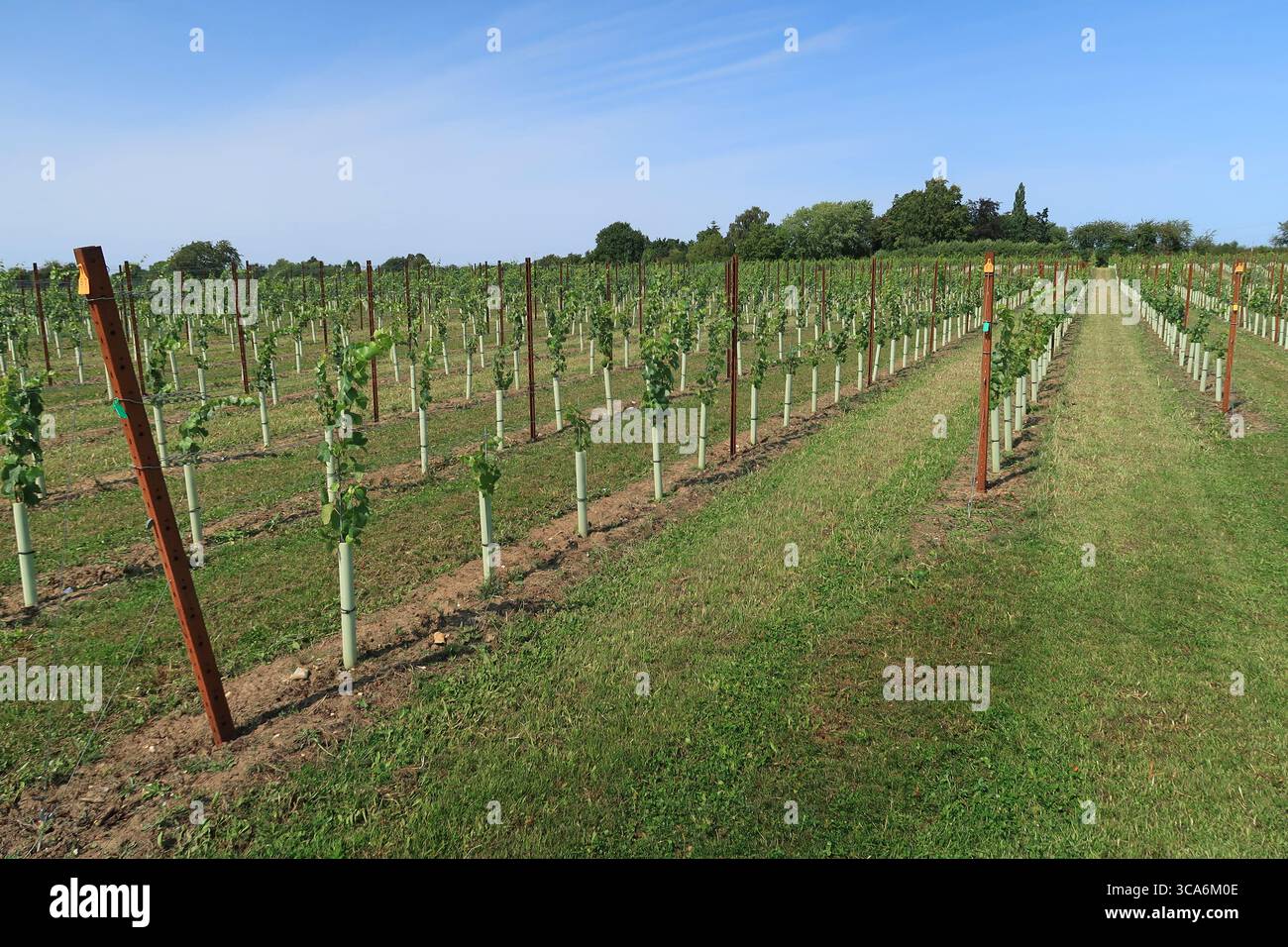 Grande meleto commerciale vicino a Cobham nel Kent, Regno Unito. Mostra i meli piantati di recente. Foto Stock