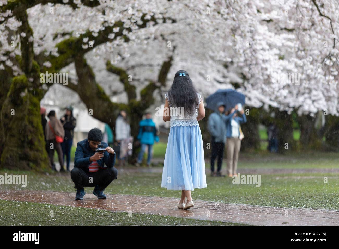 9 aprile 2023, Seattle, Washington, Stati Uniti: Una coppia scatta delle foto ai famosi ciliegi dell'Università di Washingtonâ, durante il picco della fioritura durante un temporale a Seattle domenica 9 aprile 2023. (Immagine di credito: © Paul Christian Gordon/ZUMA Press Wire) Foto Stock