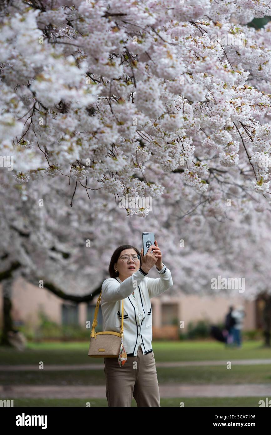 9 aprile 2023, Seattle, Washington, Stati Uniti: Un visitatore scatta foto dei famosi ciliegi dell'Università di Washingtonâ, in piena fioritura durante un temporale a Seattle domenica 9 aprile 2023. (Immagine di credito: © Paul Christian Gordon/ZUMA Press Wire) Foto Stock