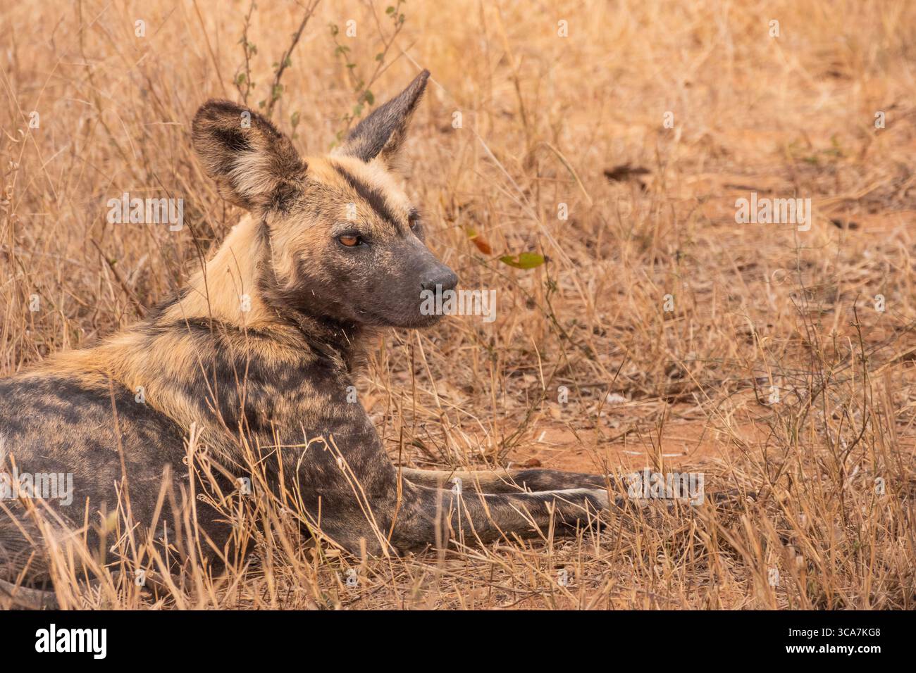 Ritratto di un cane selvatico africano (o dipinto) che si stende nel Bush in Sud Africa Foto Stock
