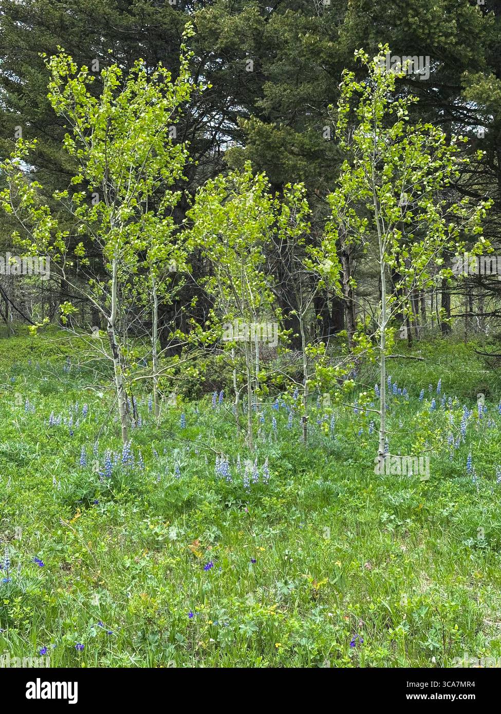 Una vibrante scena primaverile di giovani pioppi con foglie verdi fresche, adagiata in un lussureggiante prato della foresta di montagna punteggiato di fiori selvatici. Cattura la bellezza Foto Stock