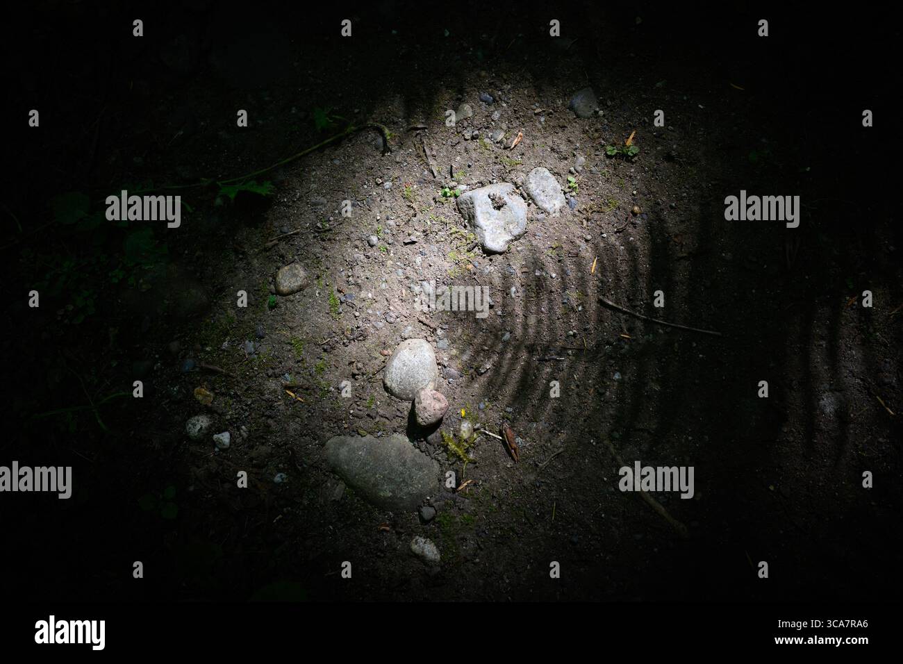 Un punto di luce nella foresta illumina il terreno con l'ombra della fronte di felce Foto Stock