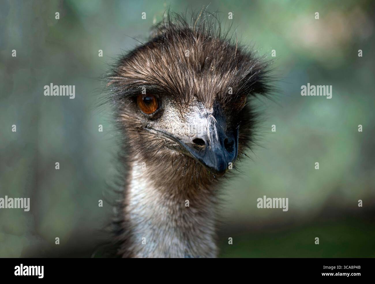 28 agosto 2022, Sydney, nuovo Galles del Sud, Australia: Primo piano del capo di un'UEM (Dromaius novaehollandiae) nello zoo di Sydney, Sydney, nuovo Galles del Sud, Australia. Gli emù si trovano solo in Australia e il loro areale copre la maggior parte della terraferma. Emu, uccello senza volo è il secondo uccello vivente più grande. Gli emù hanno ali piccole e inutili, ma le loro gambe sono lunghe e potenti. Possono percorrere lunghe distanze con un trotto veloce e possono girare a 30 miglia (48 chilometri) all'ora per una lunga distanza. (Immagine di credito: © Tara Malhotra/ZUMA Press Wire) Foto Stock