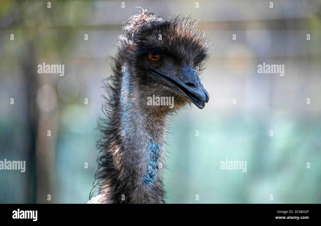 28 agosto 2022, Sydney, nuovo Galles del Sud, Australia: Primo piano del capo di un'UEM (Dromaius novaehollandiae) nello zoo di Sydney, Sydney, nuovo Galles del Sud, Australia. Gli emù si trovano solo in Australia e il loro areale copre la maggior parte della terraferma. Emu, uccello senza volo è il secondo uccello vivente più grande. Gli emù hanno ali piccole e inutili, ma le loro gambe sono lunghe e potenti. Possono percorrere lunghe distanze con un trotto veloce e possono girare a 30 miglia (48 chilometri) all'ora per una lunga distanza. (Immagine di credito: © Tara Malhotra/ZUMA Press Wire) Foto Stock