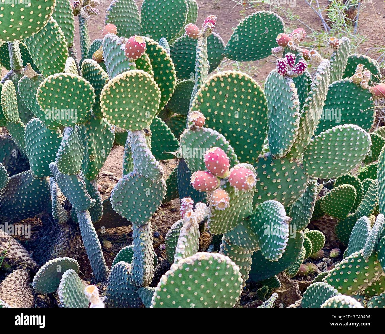 Cactus di pere di riso del deserto con i primi fiori primaverili - Immagine stock catturata con smartphone