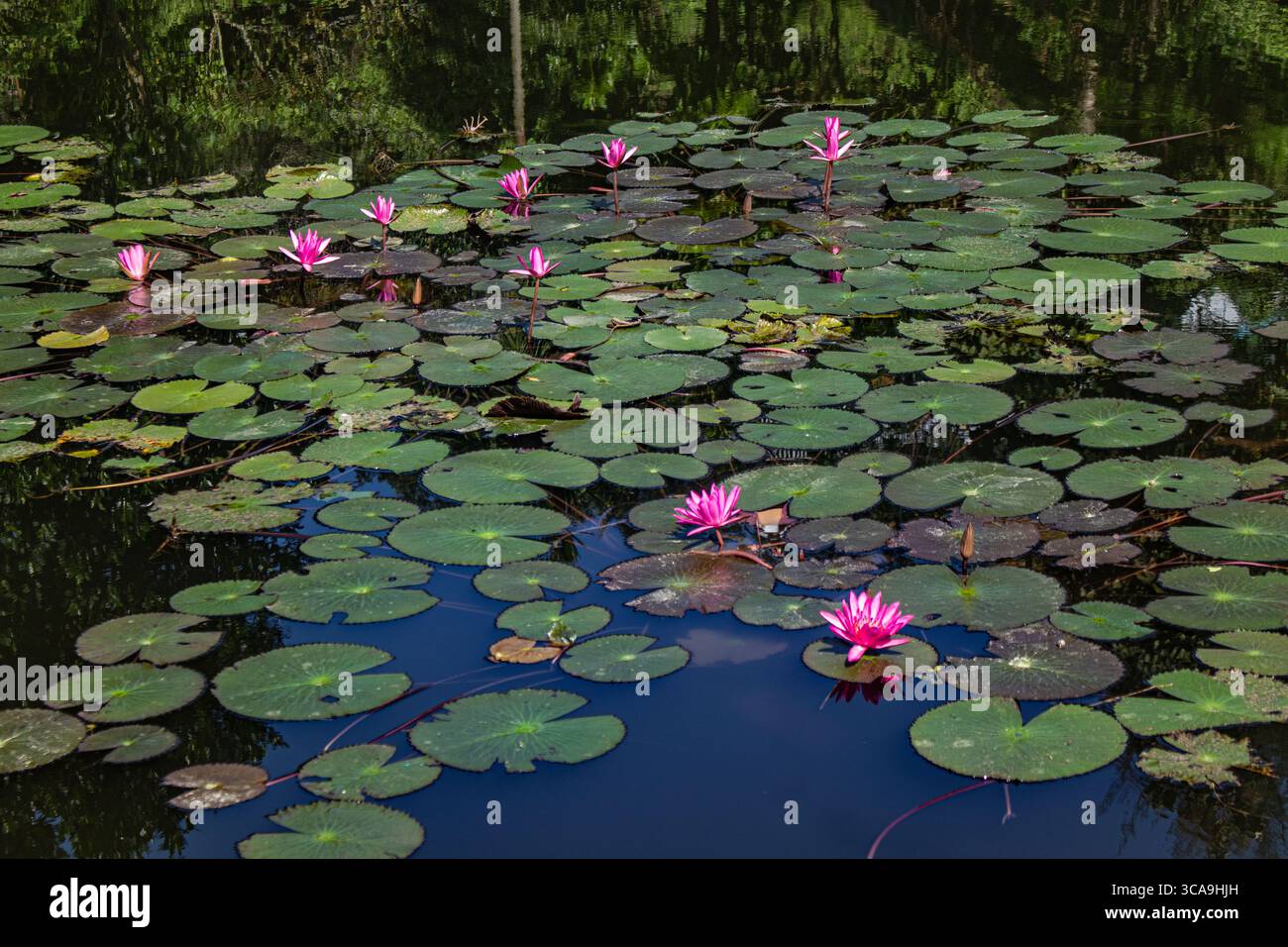 Bocciolo di loto che si innalza dall'acqua limpida dello stagno Foto Stock