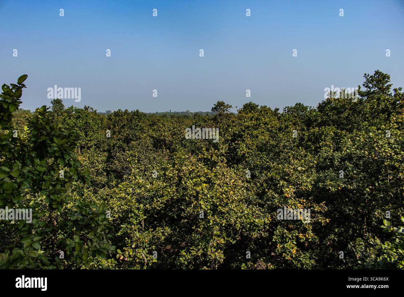 Fuga nella natura nel Parco Nazionale di Bhawal, Gazipur Foto Stock