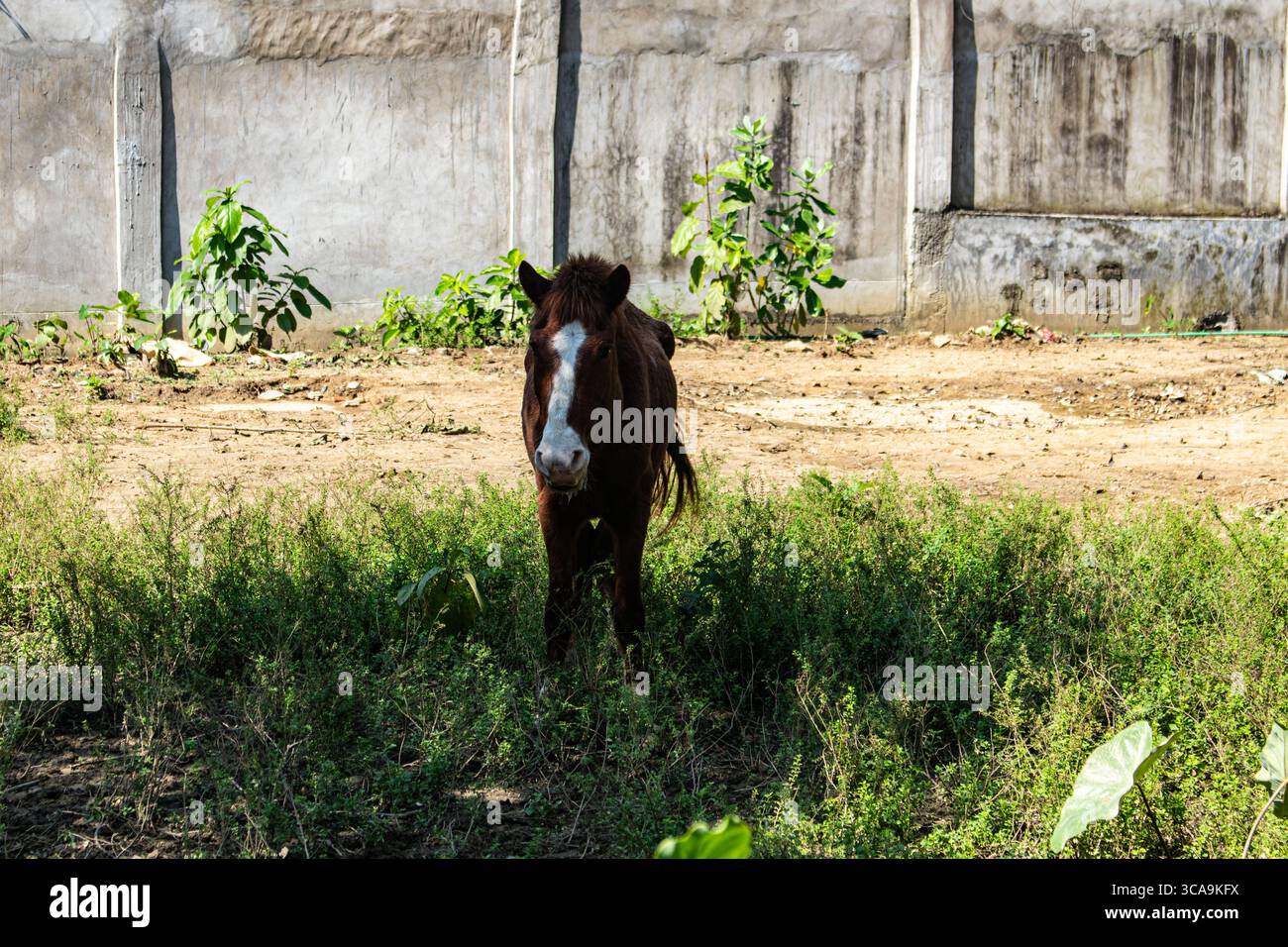 Un cavallo da solo in gabbia Foto Stock