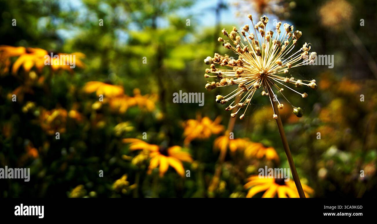 Alison's Sanctuary 1 - Santuario di Allium e Susans dagli occhi neri nel giardino del maestro giardiniere Foto Stock