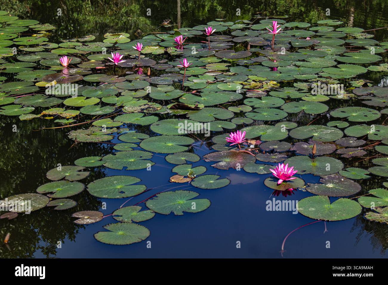 Tranquillo paesaggio acquatico con lotuses in fiore Foto Stock