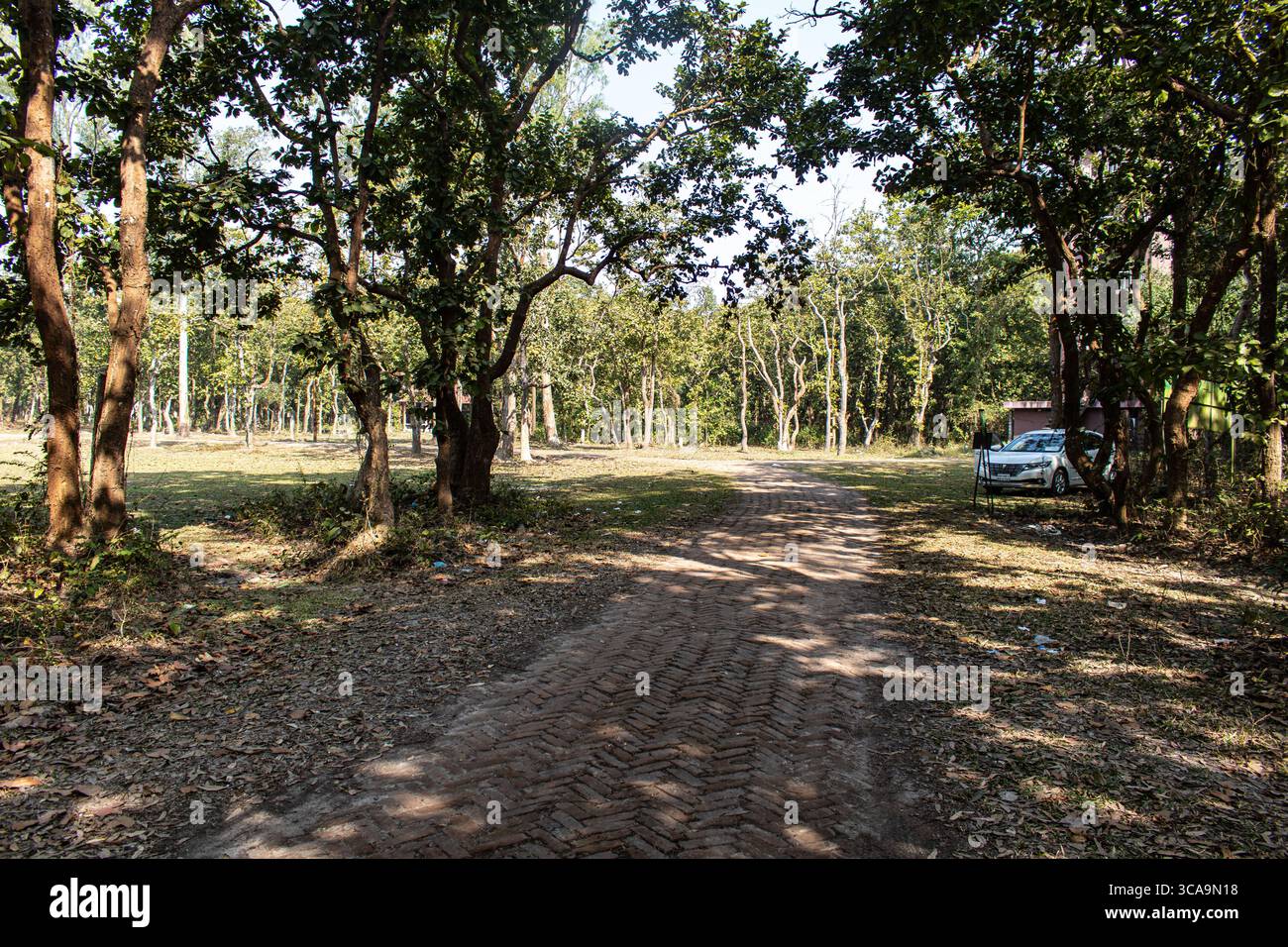 Ombre di alberi tranquille nella foresta di Bhawal Foto Stock
