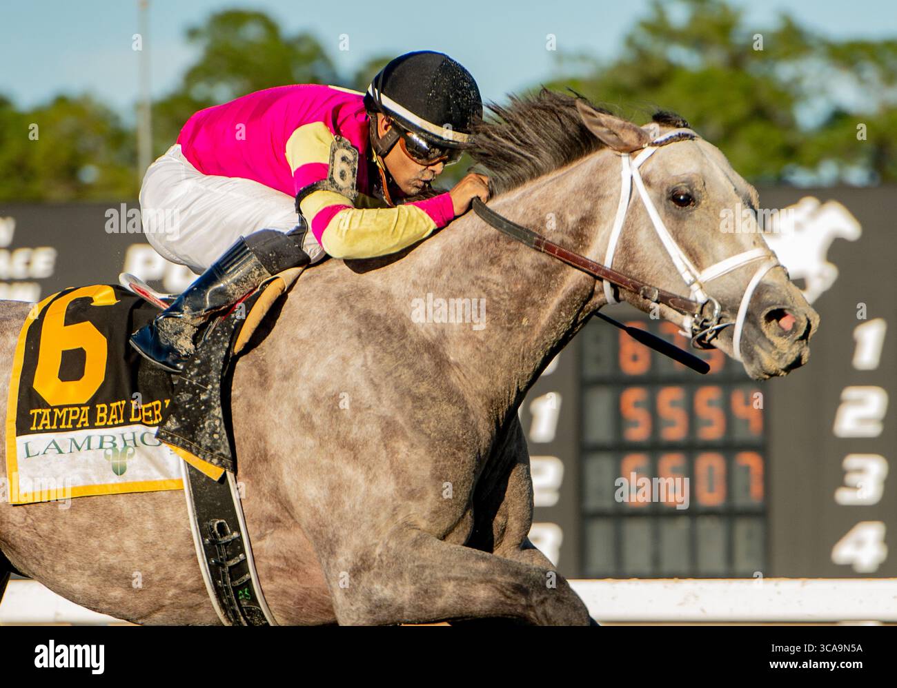 11 marzo 2023, Tampa Bay, Florida, Stati Uniti: Marzo, 2023: Tapit Trice #6 guidato dal fantino Luis Saez vince il Tampa Bay Derby (Grade 3) a Tampa Bay Downs a Tampa, Florida, l'11 marzo 2023. Carson Blevins/Eclipse Sportswire/CSM (immagine di credito: © Carson Blevins/Eclipse Sportswir/CSM tramite ZUMA Press Wire) Foto Stock
