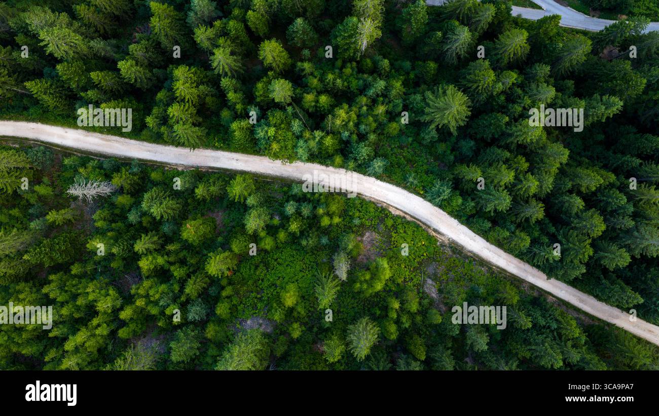 Foto dall'alto verso il basso di una strada sterrata di colore chiaro che si snoda tra fitti pini verdi e alberi decidui Foto Stock