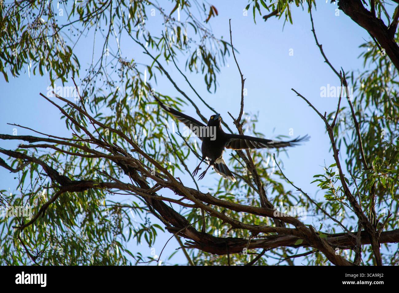 9 agosto 2020, Sydney, nuovo Galles del Sud, Australia: Australian Pied Currawong (Strepera graculina) decollo dal ramo di un albero a Sydney, nuovo Galles del Sud, Australia. Il currawong pied (Strepera graculina) è un uccello passerino nero originario dell'Australia orientale e dell'isola di Lord Howe. Una delle tre specie di currawong del genere Strepera, è strettamente imparentata con i butcherbirds e i magpie australiani della famiglia Artamidae. I Currawong Pied sono grandi, per lo più uccelli neri, con occhi gialli luminosi e. piccole macchie di bianco sotto la coda e sulle punte e sulla base delle piume della coda. (Cred Foto Stock