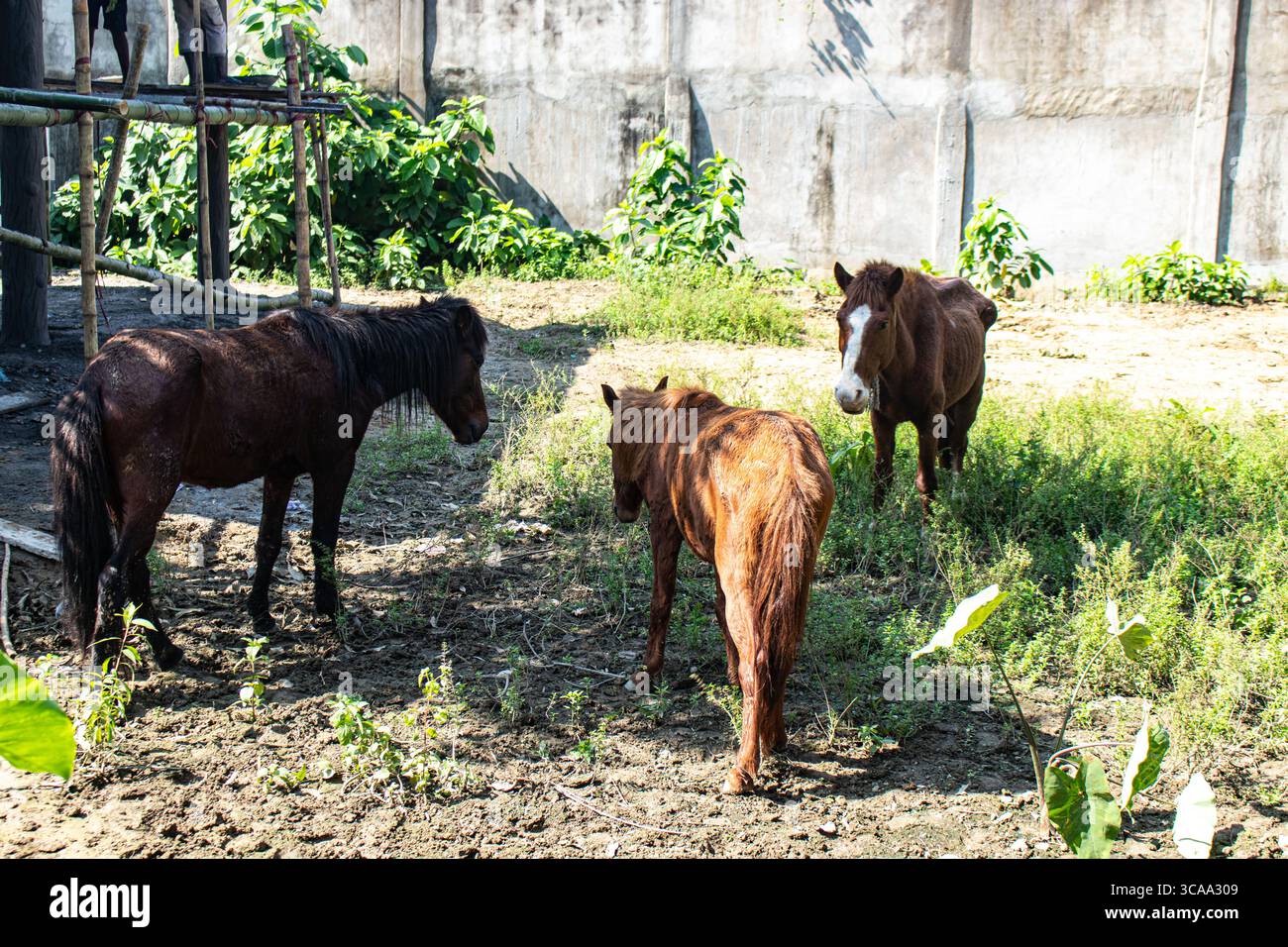Cavalli domati raggruppati all'interno di un santuario per animali Foto Stock