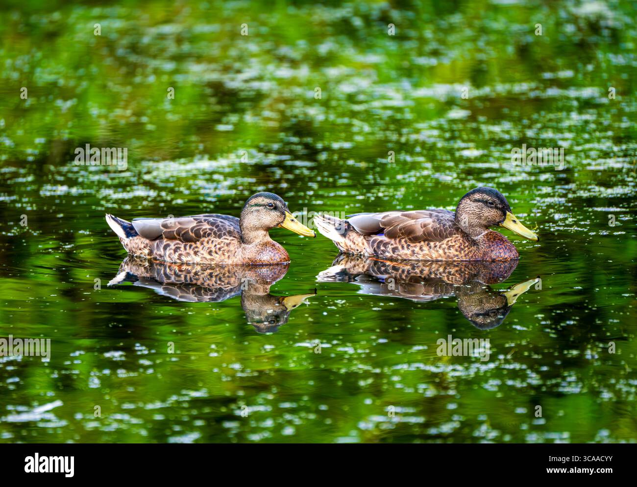 Due Mallard Ducks scivolano su un laghetto tranquillo con riflessi verdi Foto Stock