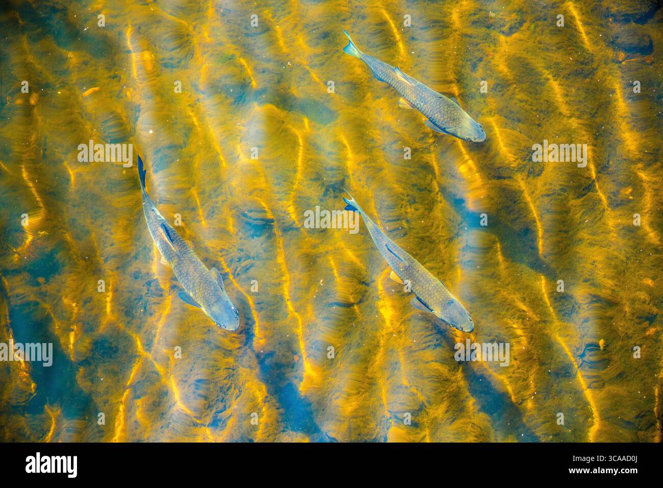 Tre pesci che nuotano sul letto del fiume illuminato dal sole con motivi ondulati Foto Stock