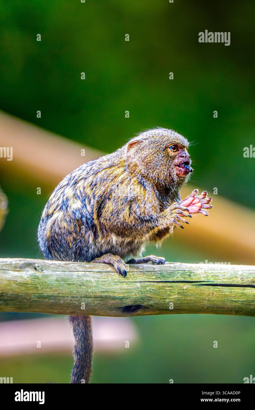Primo piano di un marmoset pigmeo seduto su un ramo di legno nell'habitat naturale Foto Stock