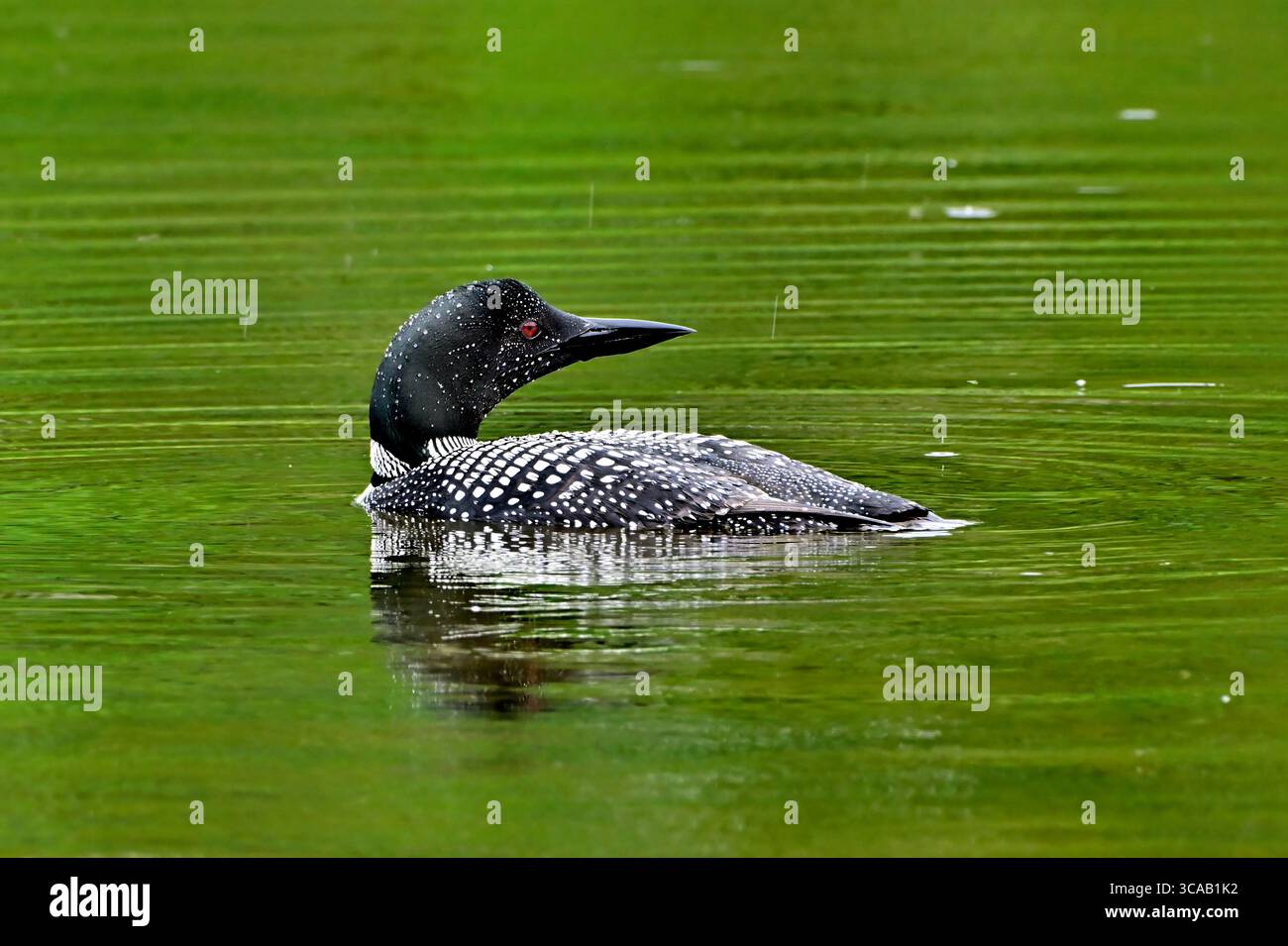 Un adulto, "Gavia immer", che guarda indietro mentre nuota in un lago nella campagna dell'Alberta Canada Foto Stock