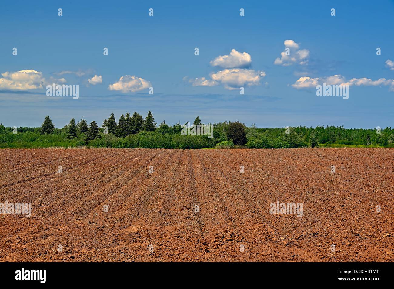Un campo arato nell'isola rurale del Principe Edoardo con filari piantati con patate, l'icona PEI Foto Stock
