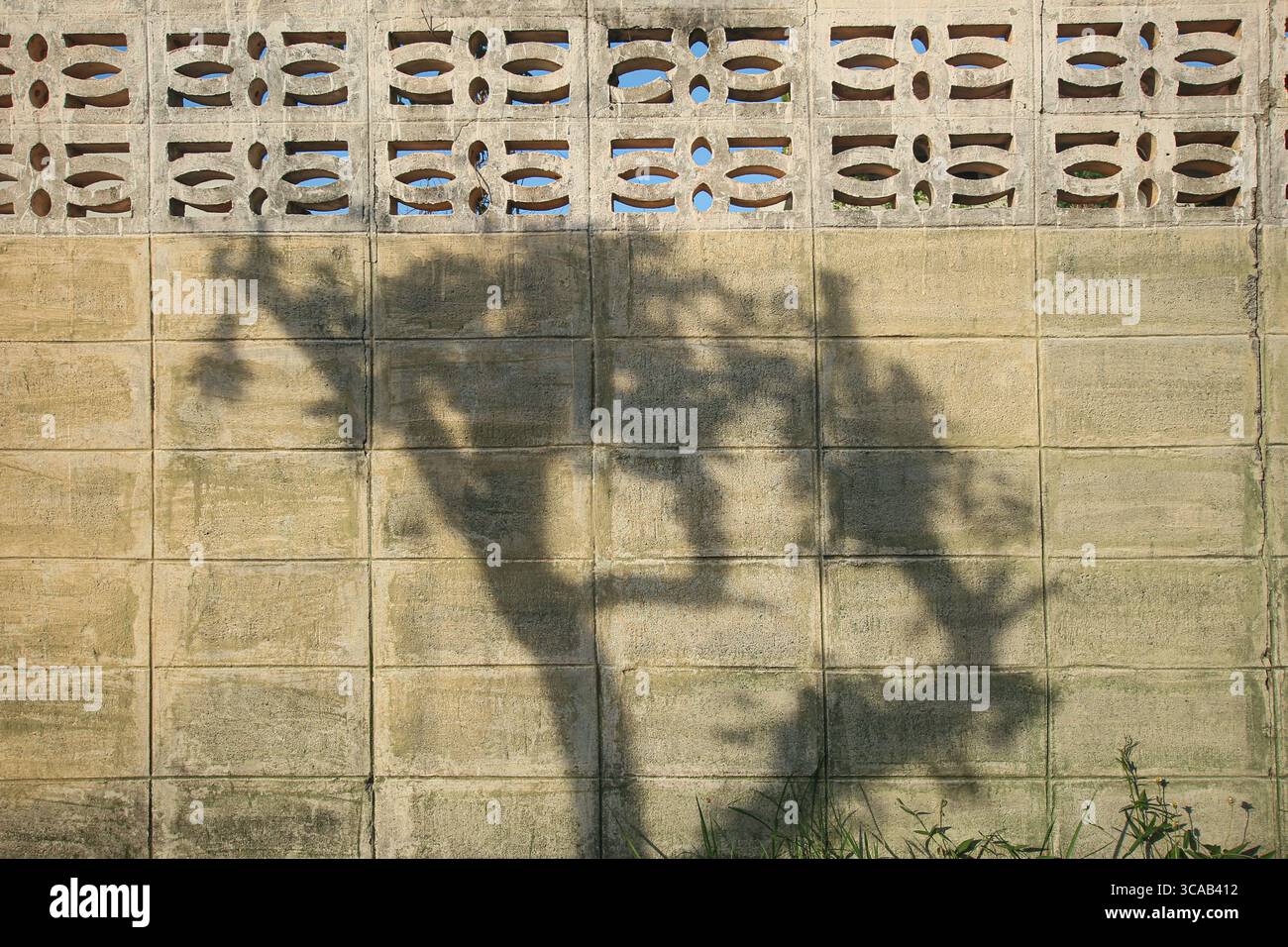 La luce del sole della sera getta ombre sugli alberi su una vecchia parete testurizzata, creando uno sfondo astratto con luce naturale e ombra. Foto Stock