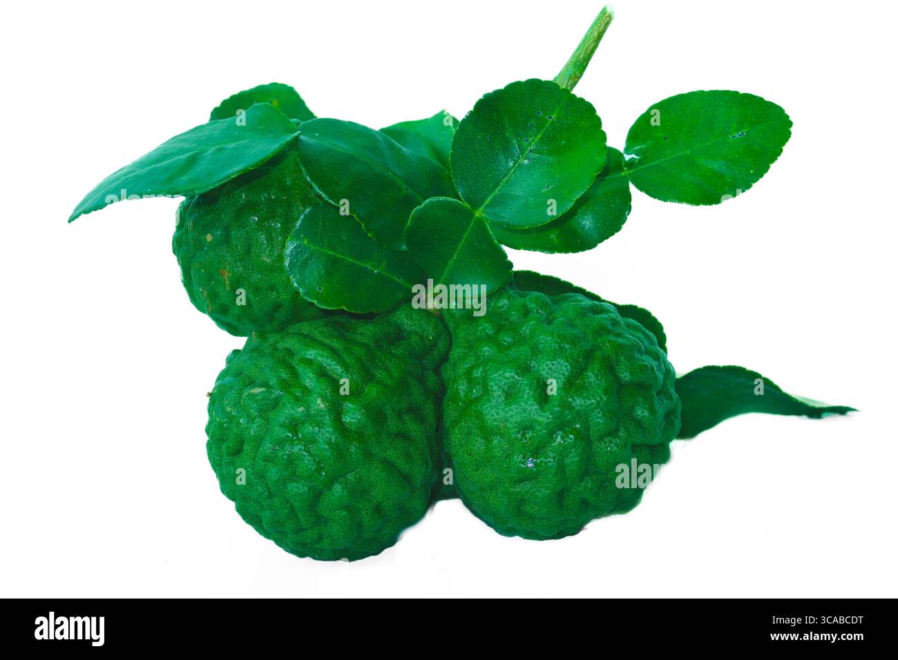 Calze di kaffir freschi con foglie su sfondo bianco, con consistenza sconnessa e colori verdi vivaci, perfetti per il cibo e le erbe. Foto Stock