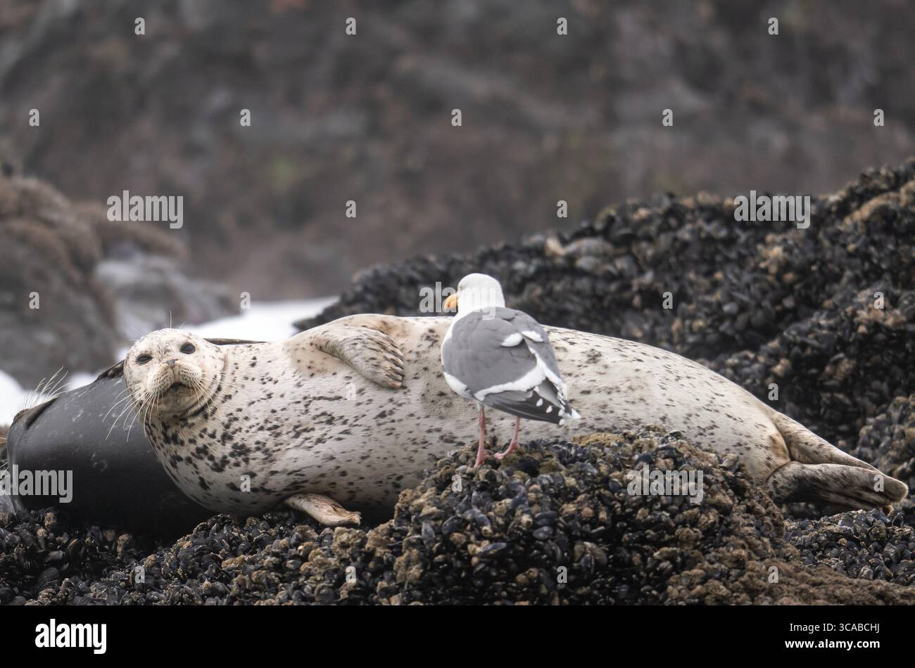 16 febbraio 2023, Capo Perpetua, Oregon, Stati Uniti: Una foca portuale del Pacifico guarda un gabbiano mentre si rilassa con un gruppo più grande sulle rocce lungo la costa del Pacifico vicino a Capo Perpetual, sulla costa centrale dell'Oregon. Queste foche sono solitarie in acqua, ma comunemente si riuniscono in piccoli gruppi di sessi misti ed età quando arrivano a riva. (Immagine di credito: © Robin Loznak/ZUMA Press Wire) Foto Stock