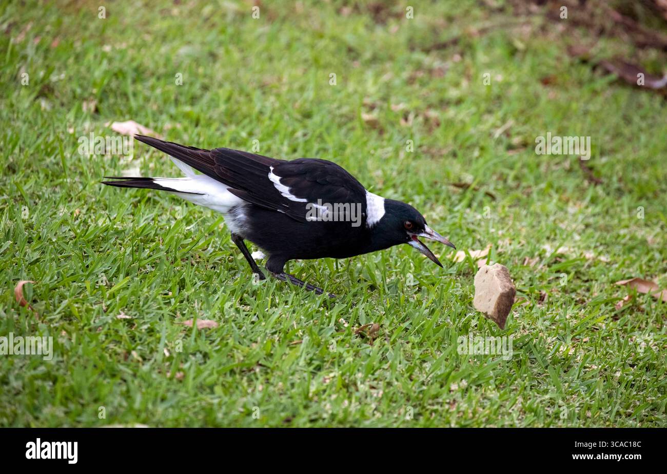 12 aprile 2022, Sydney, nuovo Galles del Sud, Australia: Australian Magpie (Gymnorhina tibicen) gioca con una fetta di cuscino di schiuma sul ciglio della strada a Sydney, nuovo Galles del Sud, Australia. Il Magpie australiano è bianco e nero, ma il motivo del piumaggio varia a seconda della sua gamma. La sua nuca, la parte superiore della coda e la spalla sono bianche nei maschi e grigie nelle femmine. Il resto del corpo è nero. È originaria dell'Australia e della nuova Guinea meridionale. I Magpies australiani si trovano ovunque ci sia una combinazione di alberi e aree aperte adiacenti, compresi parchi e campi da gioco. Sono assenti solo dal più denso Foto Stock
