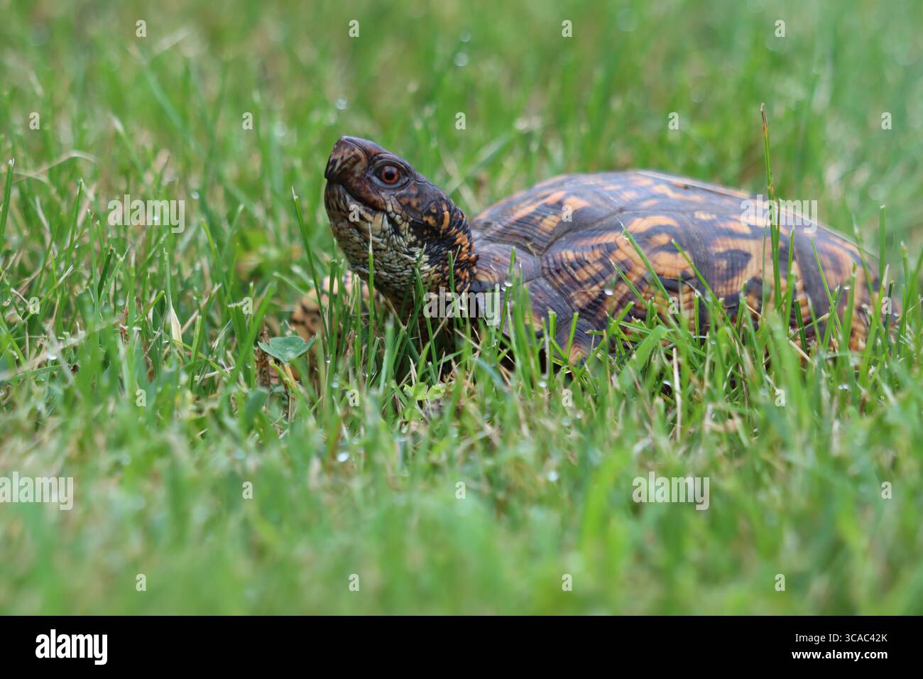 Una tartaruga scatolata che cammina nell'erba Foto Stock